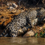 'Hunter vs Hunter'. In the battle of the swampland predators, the Jaguar wins. Jaguars are specifically adapter to hunt neotropical reptiles, capable of killing alligators up to 4 metres in length (image by Gin Wilde)