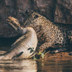 'Power in the Pantanal: Life, death and everything in between'. Huntress 'Jeni' hid in the shadows of a jutting rock, before pouncing on her Caiman prey (image by Gin Wilde)