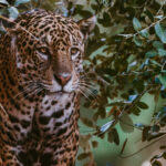 Jaguars can move like ghosts through the lush vegetation alongside the Rio Cuiaba, in between scouring the banks and foliage for prey (image by Gin Wilde)
