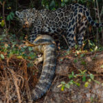 Hauling her Caiman prey up a steep bank was no small feat for huntress Jaguar 'Jeni'. But here she is, at the top - with her Caiman prey showing the sizeable tail almost as thick as Jeni's own body (image by Gin Wilde)