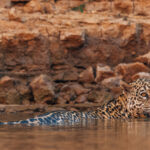 Female Jaguar 'Patricia' has her attention caught by a noise on the far bank of the Rio Tres Irmaos, in Brazil's Pantanal (image by Gin Wilde)