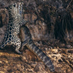 There's no doubt about it: Jaguars are badass. Pound for pound, the world's most powerful felines, as 'Jeni' shows here by hauling a Caiman longer than her up a steep bank (image by Gin Wilde)