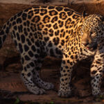 Shadow to light, and back to shadow. The conditions in the Pantanal are a treat for those wildlife photographers who favour Baroque contrasting light (image by Gin Wilde)