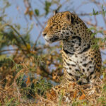Female Jaguar' Pixana' amid the lush vegetation on the banks beside the Rio Cuiaba (image by Gin Wilde)
