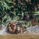'That's one way of making a splash!' Jaguars are excellent swimmers and have adapted perfectly to living in the watery wetlands of the Pantanal (image by Gin Wilde)