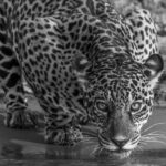A Jaguar laps at the waters of the Rio Cuiaba. Jaguars are identified by their facial and body markings - the unique mosaic of whirls and rosettes on their coats. But these patterns can (I think) look striking in black and white images too (image by Gin Wilde)