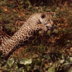 Jaguar 'Marcela' pounces on a prospective Caiman meal, leaping high above the Water Hyacinth, before crashing down into the water...as her quarry dives out of sight and away (image by Gin Wilde)