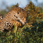A balletic leap from female Jaguar 'Pollyana' as she traverses the lush vegetative trails of the Pantanal (image by Gin Wilde)