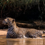 Jaguars are opportunistic hunters, with more than 85 different species of prey, including birds, mammals, fish and reptiles. This Jaguar looks skyward, in the hope of a meal (image by Gin Wilde)