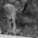 'What's that scent? I nose it's something!' While there is no precise measurement for how far a jaguar can smell, it is known that they can detect scents that are several miles away, especially if they are strong or pungent (image by Gin Wilde)