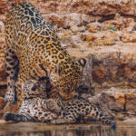 Matriarch of the Pantanal 'Patricia' nuzzles her four-week old cub 'Makala' - bringing the cute factor to the banks of the Rio Cuiaba (image by Gin Wilde)
