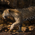 Female Jaguar Apeiara - one of the most beautiful Jaguars in the Pantanal - pads through pockets of shade along the Rio Cuiabà (image by Gin Wilde)