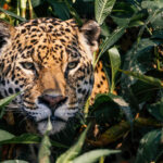 Weaving through the leaves and peering through, who would suspect that a Jaguar was nearby? Mastering the art of stealth and stalking is a must if you are to be successful as a Jaguar in the Pantanal (image by Gin Wilde)