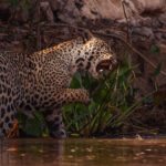 'Marcela' - renowned as one of the prettiest Jaguars in the Pantanal - tackles a dastardly rogue stick, as she plays in the shallows of the Northern Pantanal (image by Gin Wilde)