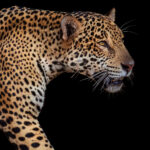 'Portrait of a Jaguar'. Studio-style portrait of the gorgeous Apeiara, 'Princess of the Rio Tres Irmaos' (one of the tributaries in the Pantanal.) (image by Gin Wilde)