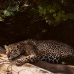 'Jaguar Contemplation Time'. Female Jaguar 'Apeirara' rests in the shadowland banks of Rio Cuiaba; time out from hunting (image by Gin Wilde)