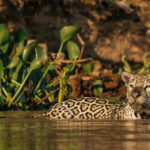 'Marcela' - one of the most charismatic Jaguars in the Pantanal, scouts out the water and banks for prey (image by Gin Wilde)