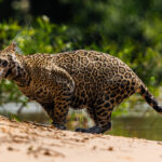 Female Jaguar 'Apeirara' shakes the water from her fur after swimming for more than an hour, while hunting in the Rio Tres Irmaos in Brazil's Pantanal (image by Gin Wilde)