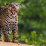 The stockiness of Jaguars, relative to some other big cats, can be seen here in female 'Apeiara'. Powerful paws, and chest - and an almost bulldog-shaped head. Topped off by those incredibly strong jaws, with a bite force unmatched in other felines, and double that of a Tiger (image by Gin Wilde)