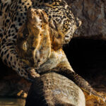 Life and Death in the Pantanal. Jaguars have a bite force of 1,500 pounds per square inch (PSI) - the strongest bite of any big cat, relative to size. And double the bite force of a tiger (image by Gin Wilde)