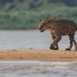 The waters in the Pantanal can rise by up to 4 metres, depending on the season. This ever-changing aquatic environment means the waters are never stagnant - and so are richly supportive of life. Meaning lots of prey for Jaguars! (image by Gin Wilde)