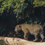 'Realm of the Jaguar'. The female Jaguar 'Apeirara' pads in and out of the shadows - as at home in the dense rainforest trees as she is in the swamplands (image by Gin Wilde)