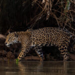 Jaguar 'Pollyanna' prowls in and out of the shadows and shallows - showing that stealthiness and camouflage are prime hunting tactics in the Pantanal (image by Gin Wilde)