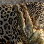 The intense eyes of powerful huntress 'Jeni' as she hauls her Yacare Caiman prey along by its neck in the Pantanal, after delivering the fatal bite (image by Gin Wilde)