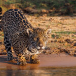 Whatever's caught this Jaguar's focus better get out of here pronto... Jaguars are opportunistic hunters - and very skilled ones at that (image by Gin Wilde)