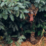 What's that emerging from that nearby bush? Oh, it's a yawning Jaguar. And what big teeth you have! (image by Gin Wilde)
