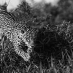 Jaguars are renowned for their leaping ability - and can easily jump up to 10ft vertically and 20ft horizontally. In fact, the word 'Jaguar', comes from the indigenous word 'Yaguar' which means 