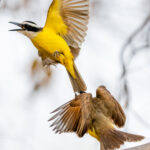 Lesser Kiskadees can be feisty birds! This pair duke it out in the grounds of Pouso Alegre (image by Gin Wilde)