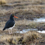 Magellanic Oystercatcher breeds on the Patagonian Steppe (image by Mike Watson)