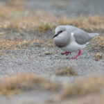 Magellanic Plover is a unique shorebird, the only member of its own family! (image by Mike Watson)