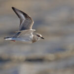 Magellanic Plover in flight, it’s not often that you notice the sharp central tail feathers (image by Mike Watson)