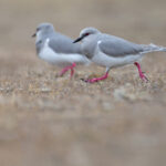 Magellanic Plover (image by Mike Watson)