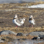 Magellanic Plover territorial behaviour (image by Mike Watson)