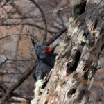 Magellanic Woodpecker, female is a very fine-looking bird with its long crest (image by Mike Watson)