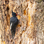Magellanic Woodpecker, female on an ancient beech tree (image by Mike Watson)