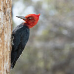 Magellanic Woodpecker, the crimson-headed male (image by Mike Watson)