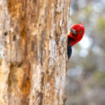 Magellanic Woodpecker, a male plays peekaboo(image by Mike Watson)
