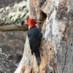 Magellanic Woodpecker, a male on an ancient beech tree (image by Mike Watson)