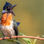 Could there be a happier looking bird than this kingfisher! A male Amazon Kingfisher opens his bill wide, looking like he has heard the best joke in town (image by Gin Wilde)