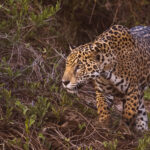 Stalking through the undergrowth, the sheer size of this Jaguar's muscular jaw is on show - giving it the power needed to break the skull of a caiman (image by Gin Wilde)