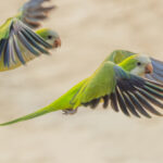 Slow-shutter speed creative shot of Monk Parakeets, as they flew along the banks of the Rio Pixaim (image by Gin Wilde)