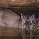 A South American Tapir and her juvenile calf, believed to be around eight months old, enjoy a late night dip in a watering hole, in Pouso Alegre (image by Gin Wilde)