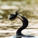 Almost silhouetted in the morning light, a Neotropic Cormorant holds its sizeable fish breakfast aloft, before taking three goes to swallow it (image by Gin Wilde)
