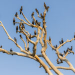 How many Neotropic Cormorants can rest on an old tree in the Pantanal? Well in this tree there were 40, and then one flew away... (image by Gin Wilde)