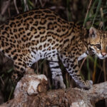 A dainty female Ocelot - shy and nocturnal - pads along a branch in Santa Teresa (image by Gin Wilde)