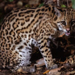 This pretty Ocelot had only just become active - with twilight and night its hunting hours. Worshipped by ancient Peruvians, ocelots are unique among many wild cat species by being able to turn their ankle joints around to climb down trees (image by Gin Wilde)